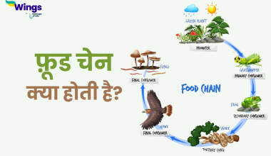 Food Chain in Hindi