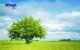 Essay on Importance of Trees in Hindi (1)