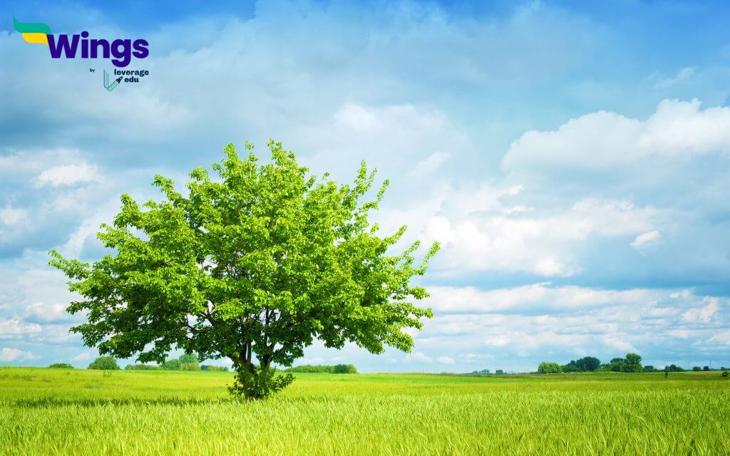 Essay on Importance of Trees in Hindi (1)