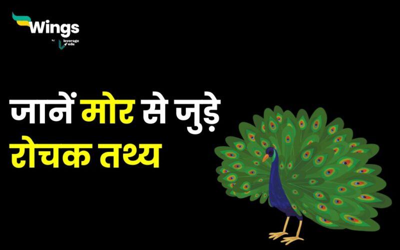 Interesting Facts About Peacock In Hindi   मोर 800x500 