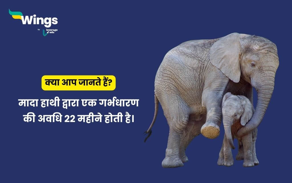 Facts About Elephant in Hindi