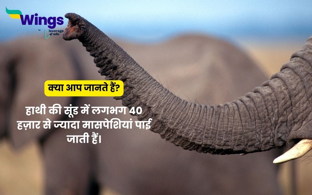 Facts About Elephant in Hindi