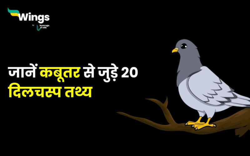 Facts About Pigeon in Hindi