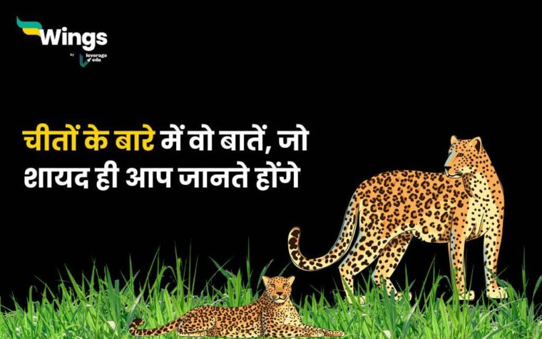 Cheetah Facts in Hindi : चीतों के बारे में वो बातें, जो शायद ही आप