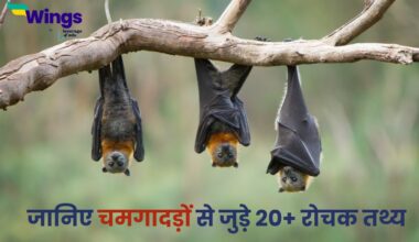 Facts About Bats in Hindi