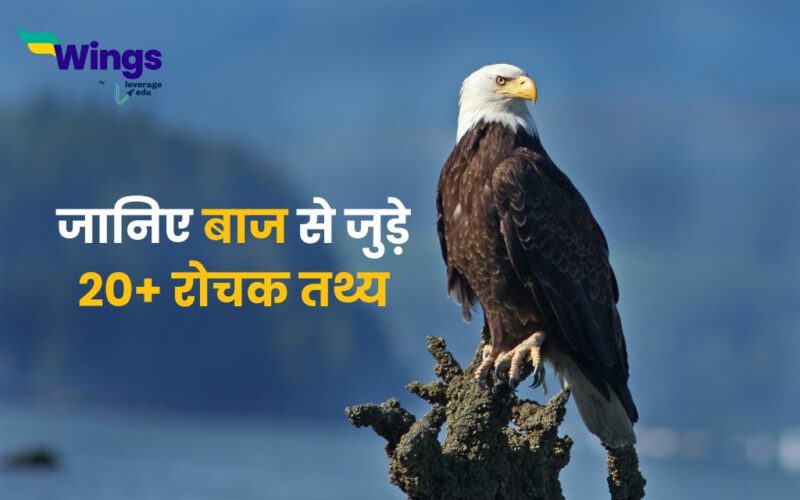 Facts About Eagle in Hindi