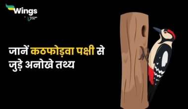 Facts About Woodpecker in Hindi