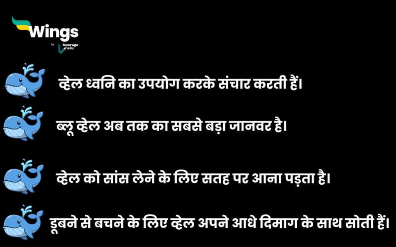 whale facts in hindi (1)