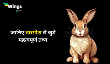 Facts About Rabbits in Hindi