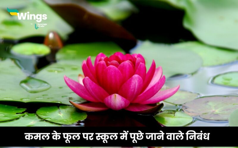 Essay on Lotus in Hindi