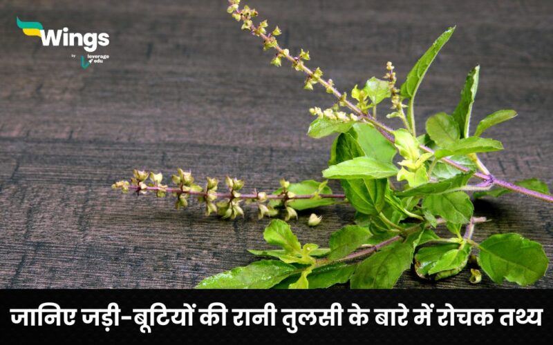 Facts About Tulsi Plant in Hindi