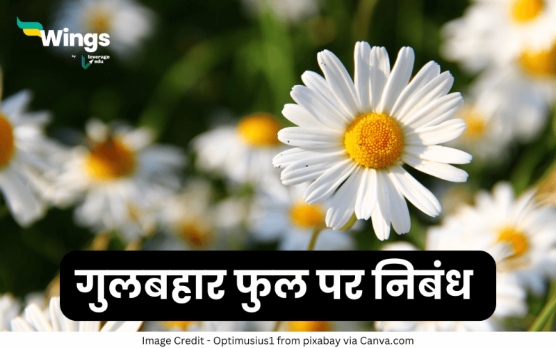 Essay on Daisy Flower in Hindi