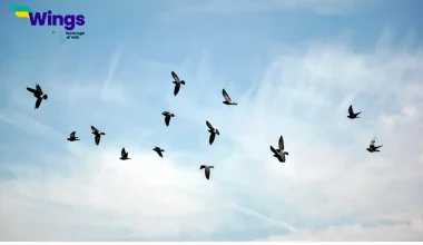 Essay on Birds in Hindi