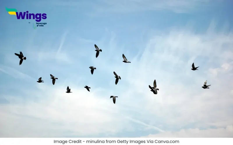 Essay on Birds in Hindi