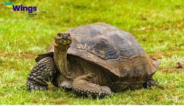 World Turtle Day in Hindi