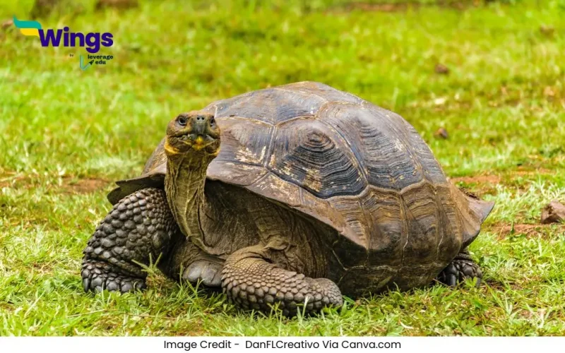 World Turtle Day in Hindi