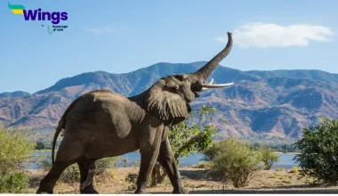 Essay on Elephant in Hindi