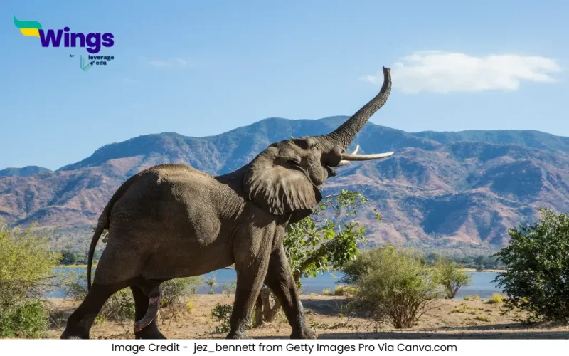 Essay on Elephant in Hindi