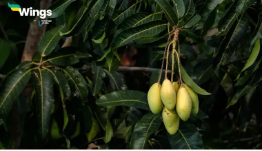 Essay on Mango Tree in Hindi