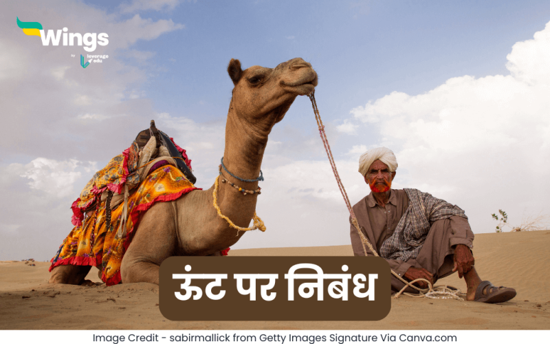 Essay on Camel in Hindi