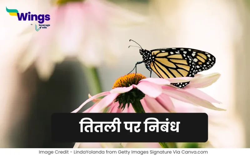 Essay on Butterfly in Hindi