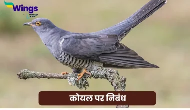 Essay on Koyal in Hindi