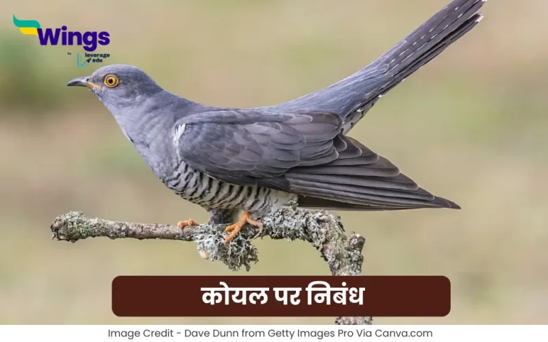 Essay on Koyal in Hindi