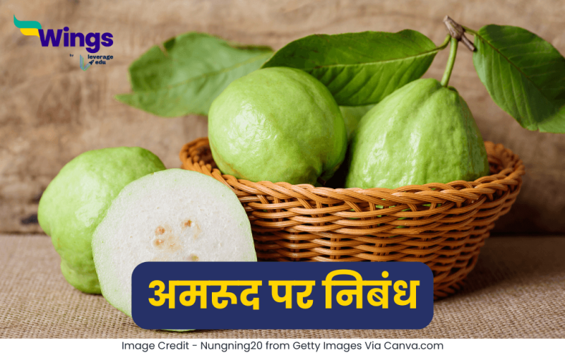Essay on Guava Fruit in Hindi