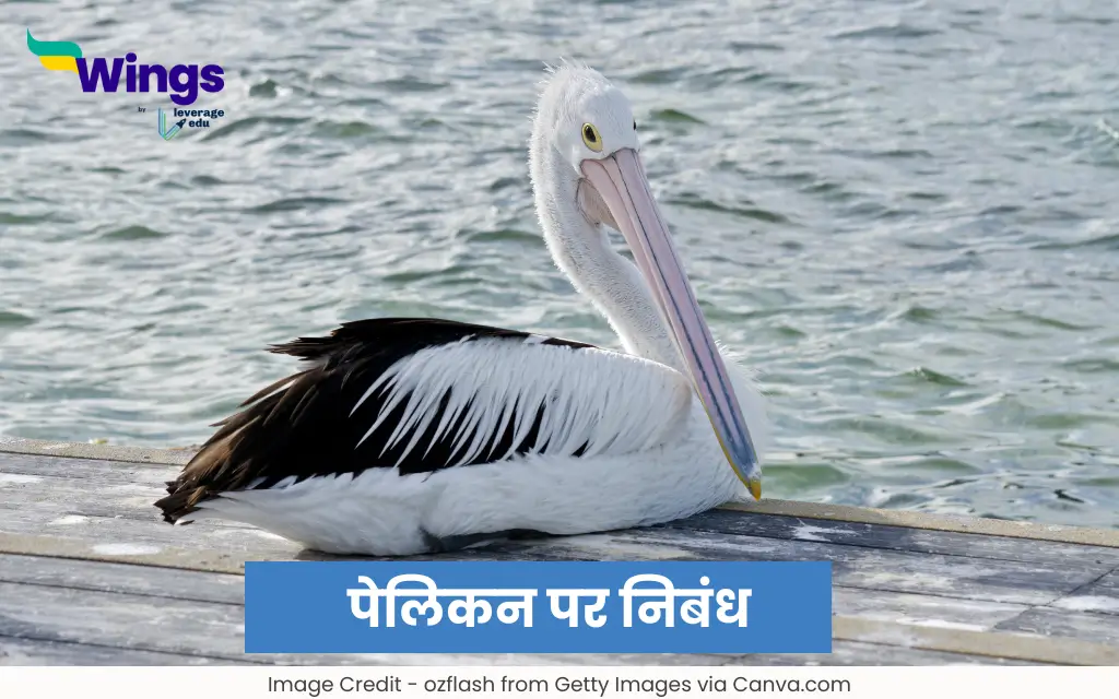 Essay on Pelican in Hindi
