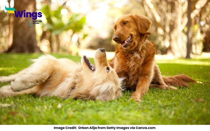 Opposite-Gender-of-Dog