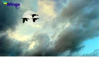 What is an aerial habitat