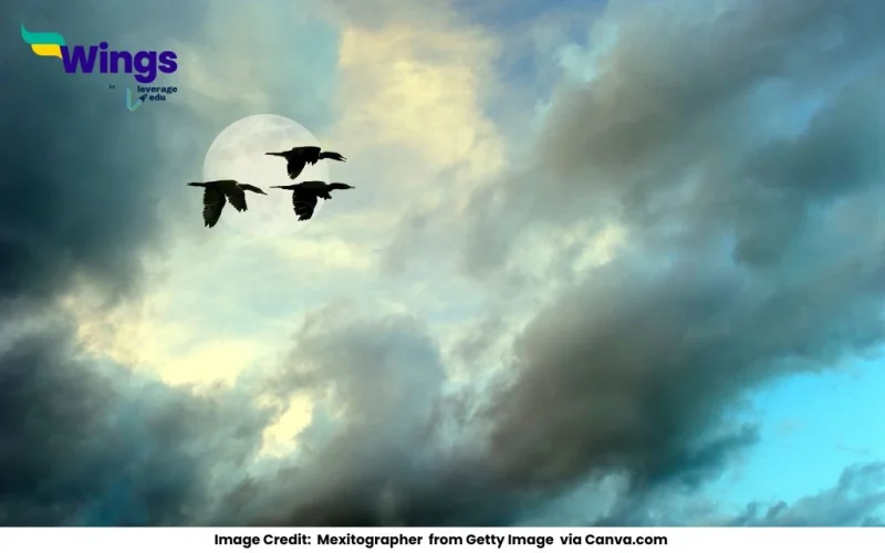 What is an aerial habitat