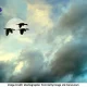 What is an aerial habitat