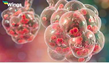 Functioning-of-Alveoli-in-the-Lungs