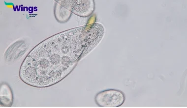 Amoeba and Paramecium belong to which category of organisms