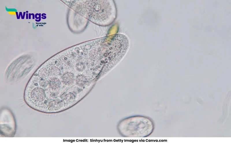 Amoeba and Paramecium belong to which category of organisms