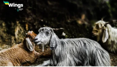 Pashmina is obtained from a variety of goat