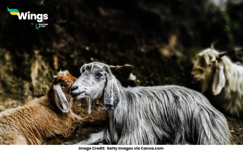 Pashmina is obtained from a variety of goat