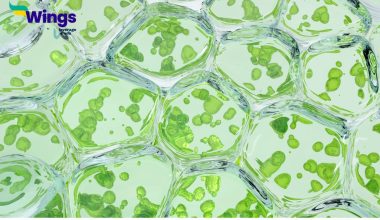 What-Are-Pyrenoids-Made-Of
