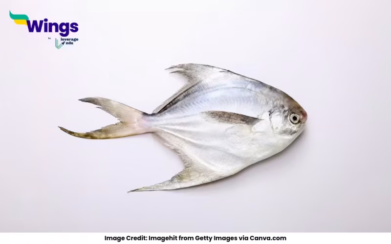 Why Is Pomfret So Expensive