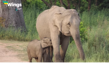 Do Elephants Live 300 Years