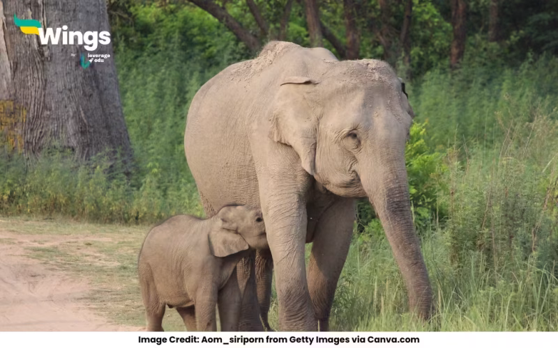 Do Elephants Live 300 Years