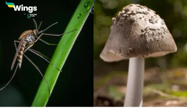 Difference between Parasites and Saprotrophs