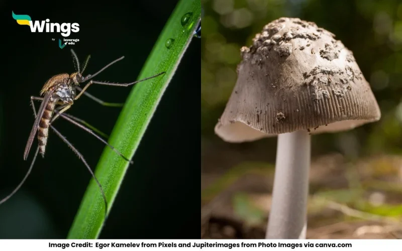 Difference between Parasites and Saprotrophs