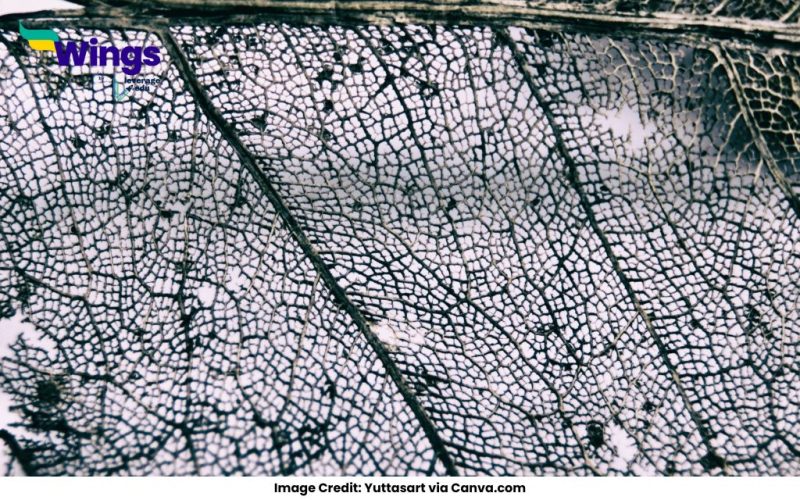 What-is-Venation-Give-its-Types