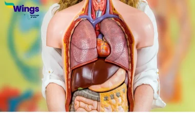 List the Names of the Internal and External Organs of Your Body