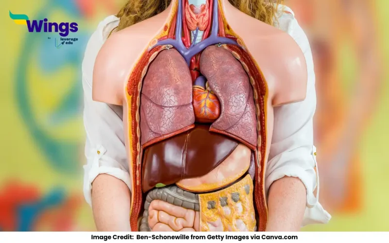 List the Names of the Internal and External Organs of Your Body