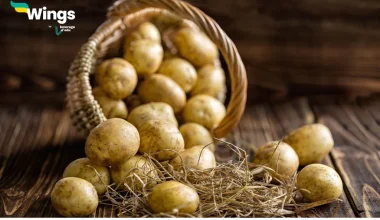 The Potatoes are Called Modified Stem Because Of tubers