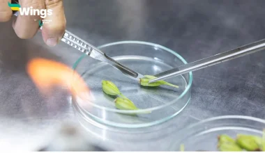 Meristematic tissues in plants are