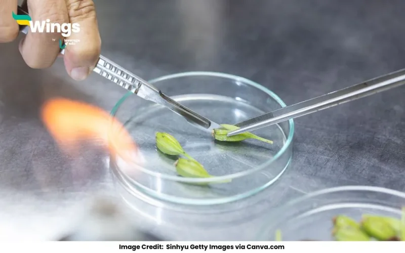 Meristematic tissues in plants are